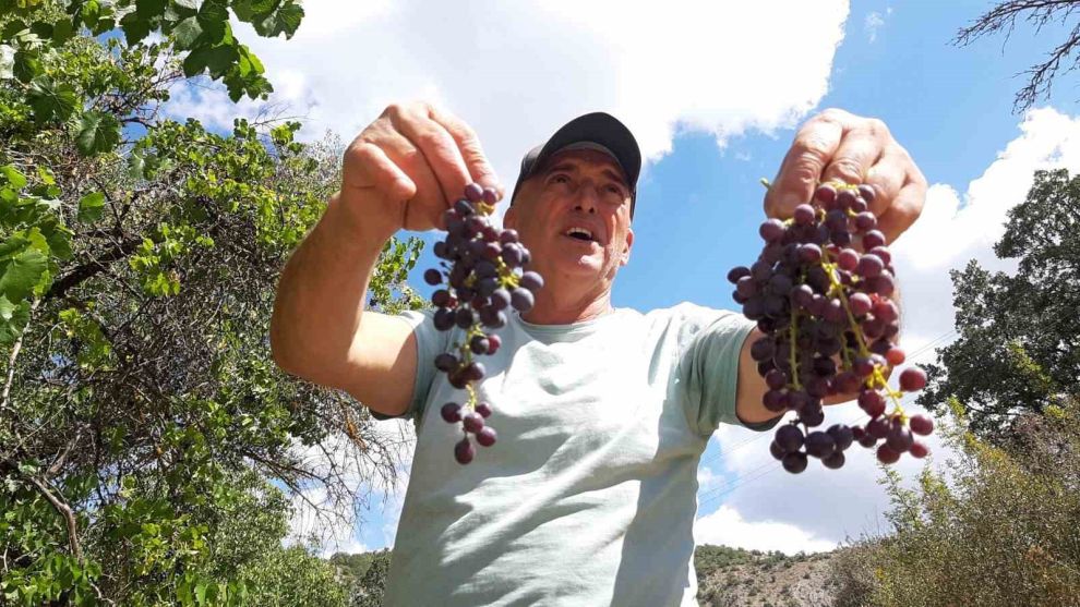 Pekmezlik üzümlerin hasadı yapıldı