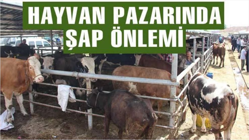 ŞAP HASTALIĞI NEDENİYLE GEREDE HAYVAN PAZARI AÇIK - BOLU HAYVAN PAZARI KAPALI ...