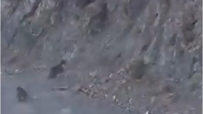 Bolu'da anne ayı ve yavrusu korkuyla dağa tırmandı, o anlar kamerada