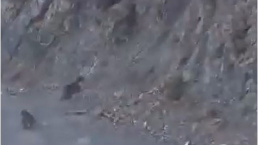Bolu'da anne ayı ve yavrusu korkuyla dağa tırmandı, o anlar kamerada