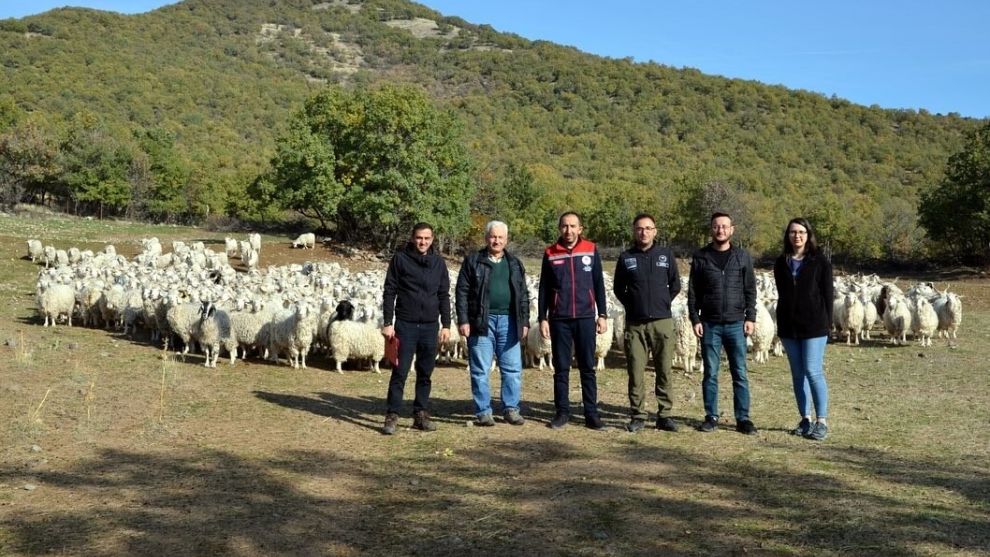 Bolu’da tiftik keçisine 3 milyon liralık destek