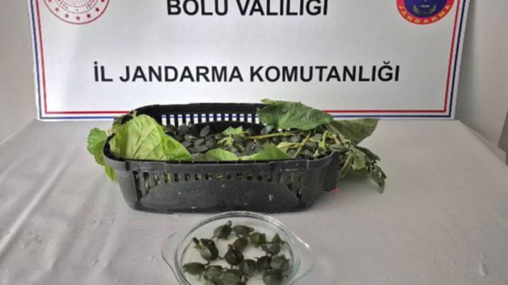 Yolcu otobüsünde 500 yasaklı su kaplumbağası ele geçirildi