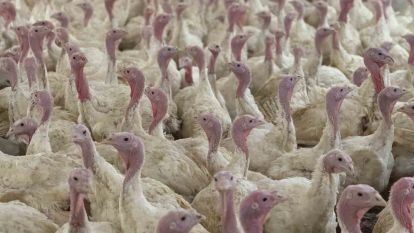 Bolu'da üreticilere "kuş gribi" uyarısı