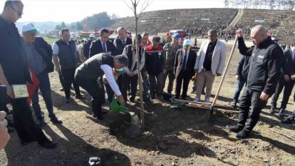 Bolu'da yanan orman yeniden yeşeriyor