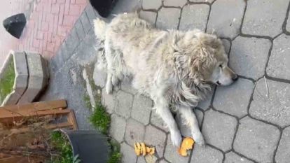 Sokağın maskotu "Waffle" ekipler tarafından barınağa götürüldü