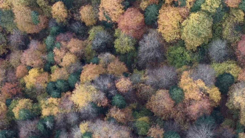 Bolu'da ormanlık alanlarda sonbahar güzelliği