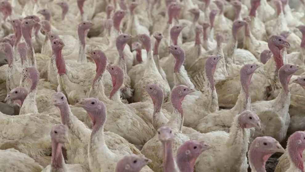 Bolu’da üreticilere 