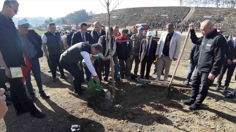 Bolu'da yanan orman yeniden yeşeriyor