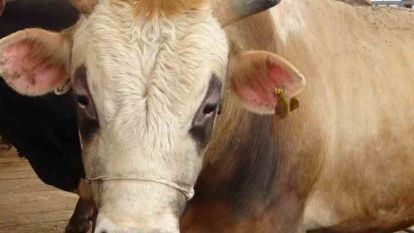Bolu'da şap kısıtlamaları kaldırıldı