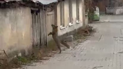 Köpek seslerini duyan tilkinin yaşadığı panik kamerada