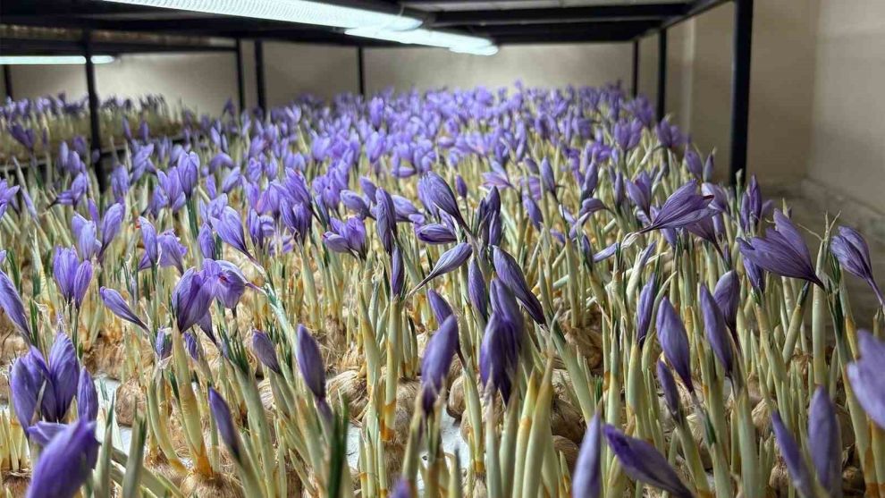 600 liralık safran üretmeye başladı