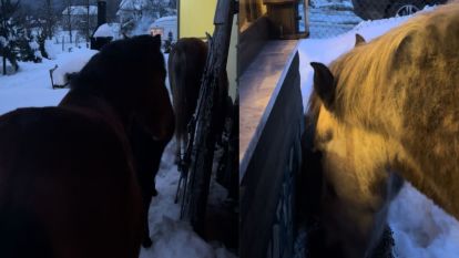 Bolu'da yılka atları evlere kadar girdi
