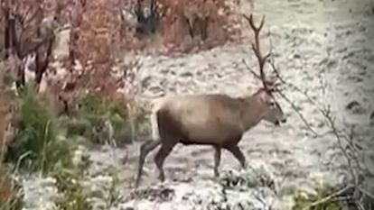 Bolu'da koruma altındaki kızıl geyikler görüntülendi