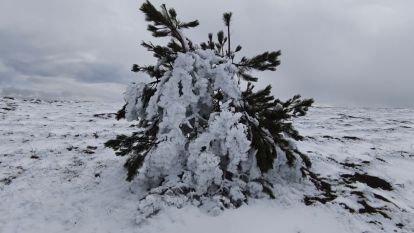 Bolu'da soğuk hava ağaçları dondurdu