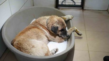Köpeği ezen sürücü serbest bırakıldı