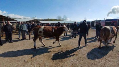 Hayvan pazarında hararetli pazarlık