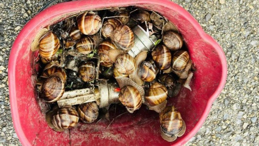 Bolu’da kaçak toplanan 16 kilogram salyangoz ele geçirildi