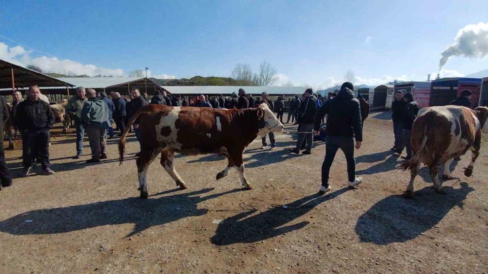 Hayvan pazarında hararetli pazarlık