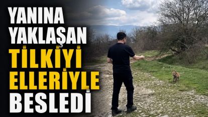 Yanına yaklaşan tilkiyi elleriyle besledi