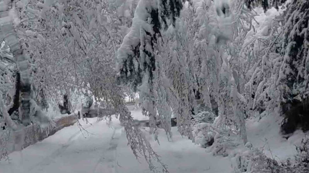 Bolu'da mayıs karı ağaç dallarını kırdı