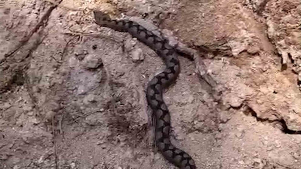 Bolu'da odun yığınları arasında nesli tehlike altında olan zehirli yılan görüntülendi