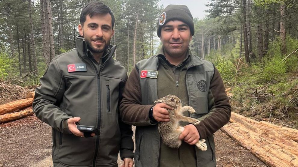 Bolu'da tomrukların arasına sıkışan yavru tavşanı ormancılar kurtardı