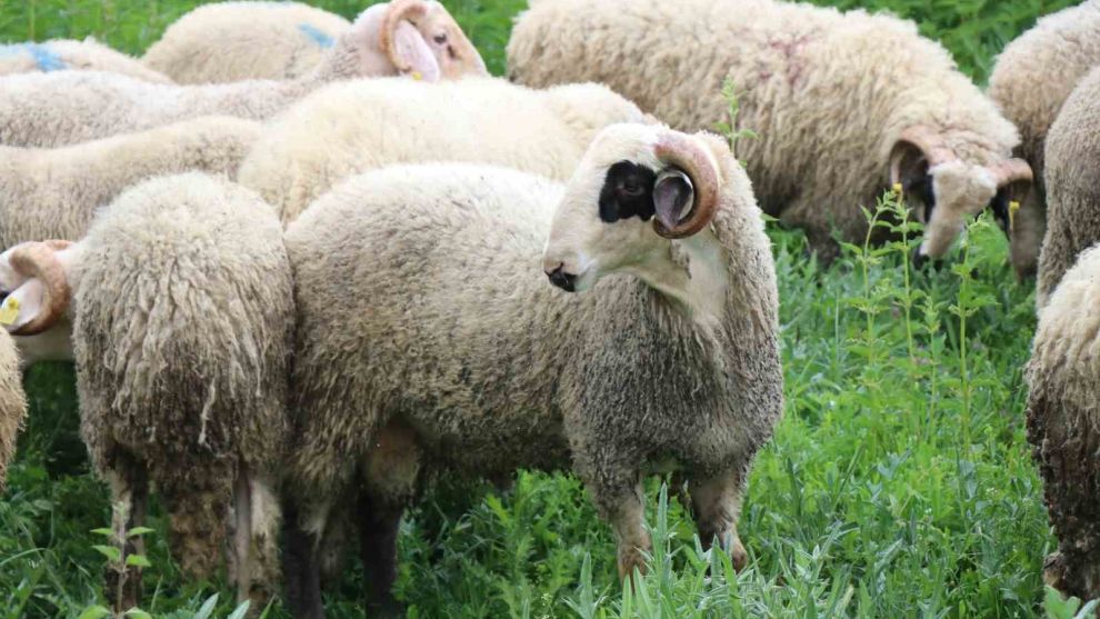Kurbanlık pazarında büyükbaş fiyatları küçükbaşa talebi artırdı
