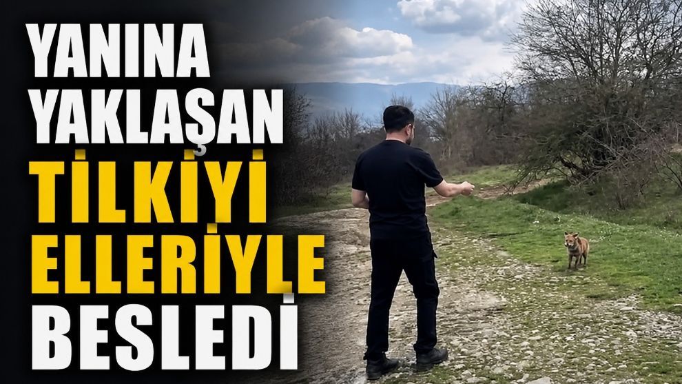 Yanına yaklaşan tilkiyi elleriyle besledi