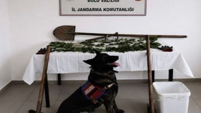 Bolu'da kenevir bahçesi oluşturan şüpheli tutuklandı
